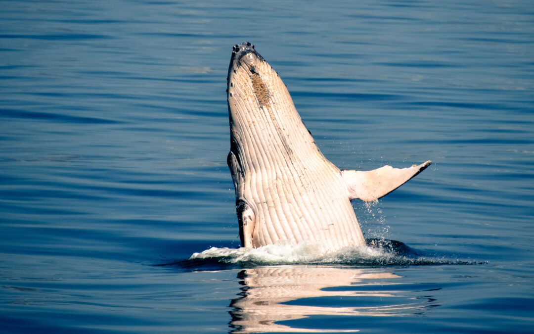 Take Advantage of Whale Watching Season While in Cabo