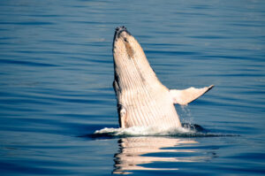 Whale Watching in Cabo