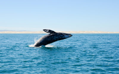 The Do’s and Don’ts of Whale Watching
