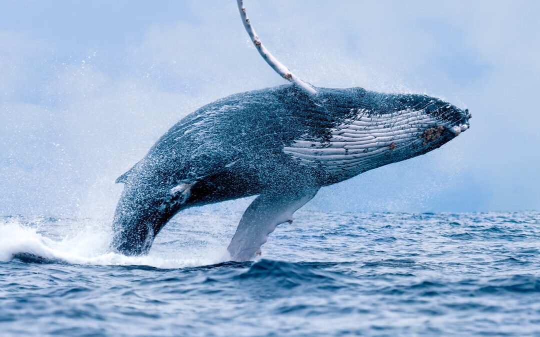 Finding the Best Whale Watching Views in Los Cabos