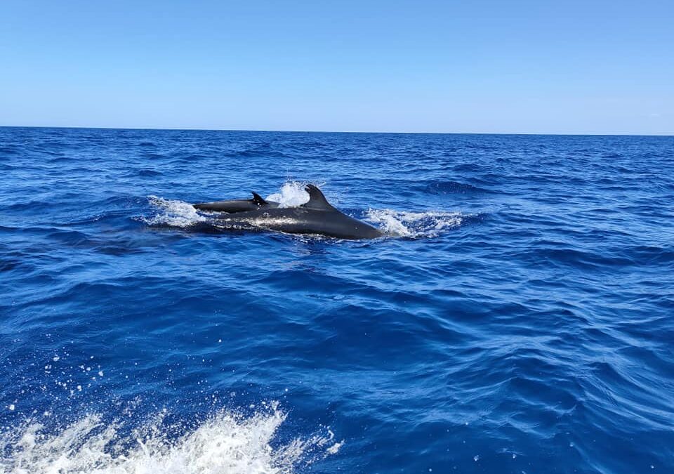 Experience a New Side of Cabo!