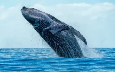 A Guide to Sustainable and Ethical Whale Watching Adventures