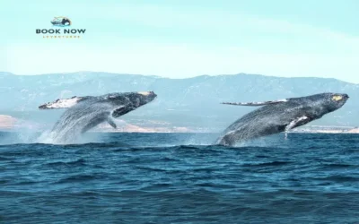 How Whales Communicate: Discovering the Language of the Deep