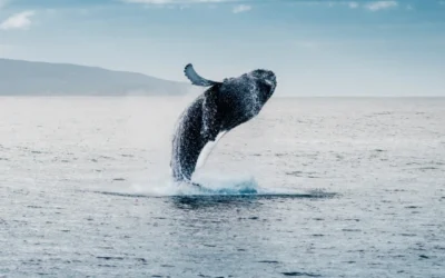 Insider Tips for Whale Watching With Local Boat Rentals
