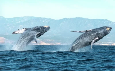 Navigating Safety and Comfort on Your Whale Watching Adventure