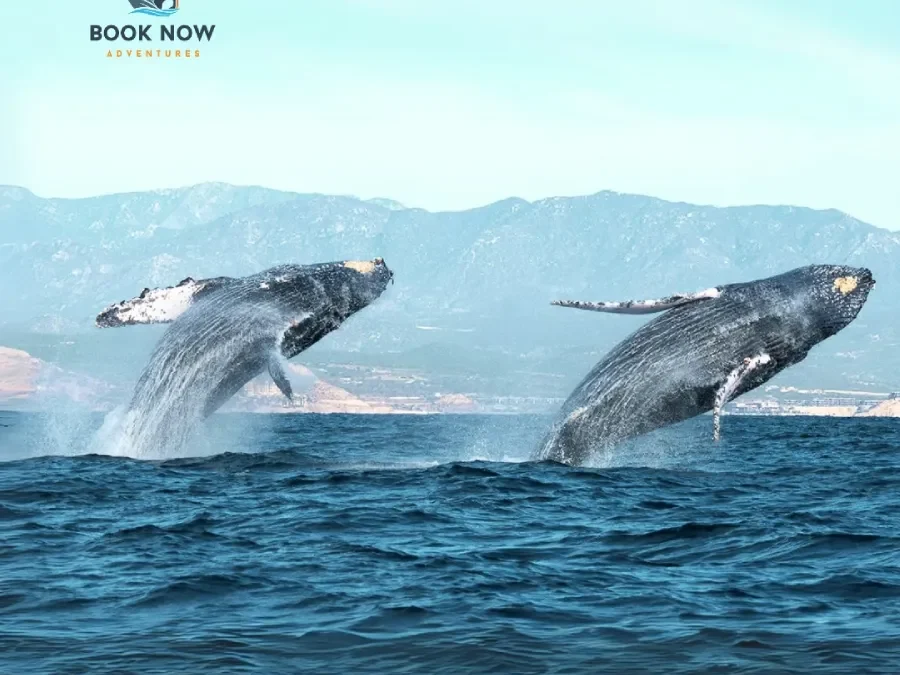 Navigating Safety and Comfort on Your Whale Watching Adventure