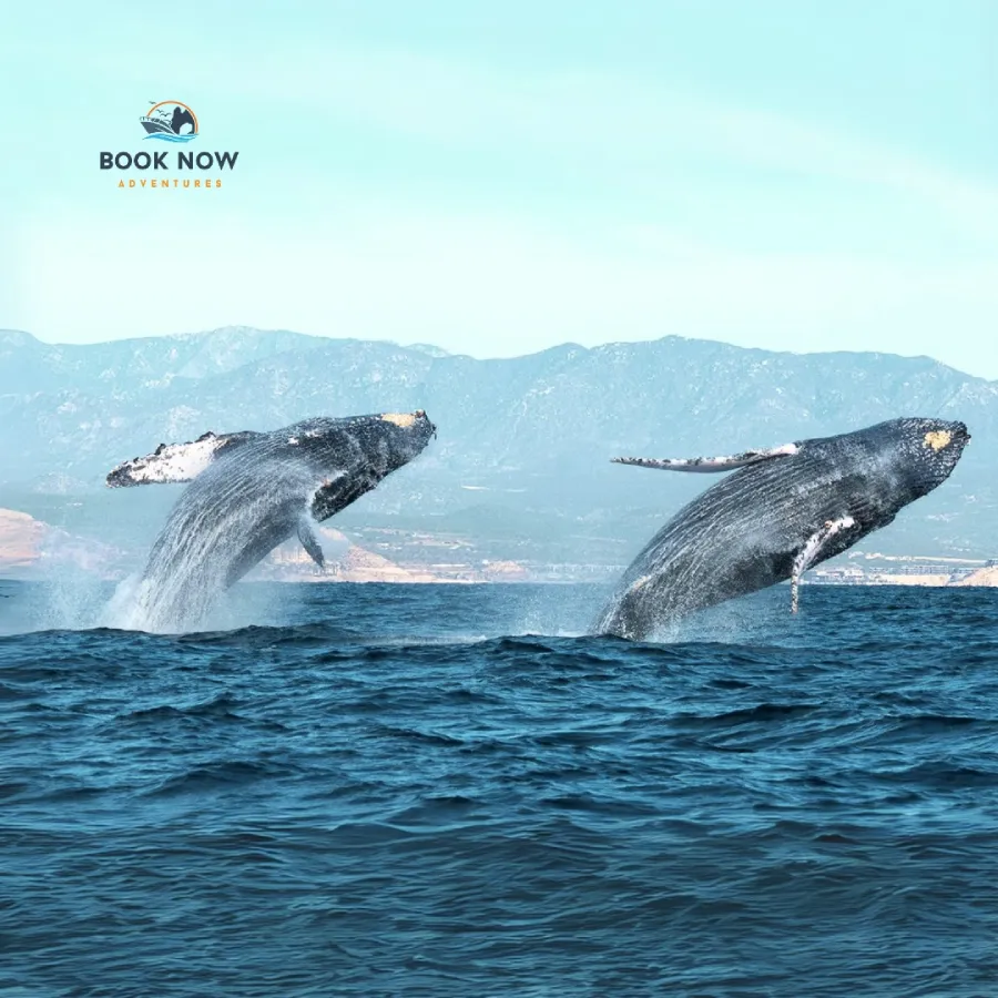Reliable Whale Watching